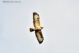 19-02-2024 Breda - Een flinke buizerd zweeft boven de Haagse Beemden op zoek naar voedsel. - Fotokrant