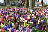 06-04-2020 Breda - De bollen die vorig jaar zijn geplant om de stad op te fleuren staan volop in bloei. - Fotokrant