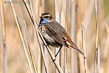 07-05-2021  Breda - Blauwborst mannetje op een rietstengel aan de rand van de Haagse Beemden. - Fotokrant