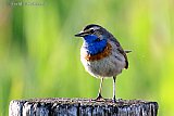 30-06-2021 Breda -  Een Blauwborst mannetje zit even uit te rusten op een weidepaal. - Fotokrant