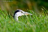 04-08-2023 Breda - Een Blauwe reiger speurt aan de rand van de wijk Haagse Beemden een dijk af naar voedsel. - Fotokrant