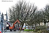 13-01-2020 Breda - De zieke monumentale kastanjebomen zijn in de Parkstraat gerooid. - Fotokrant