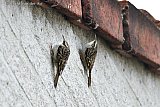 03-03-2024  Breda - Een koppeltje boomkruipers zit tegen de muur van een huis in de Haagse Beemden. Ze hebben er onder de pannen een nestelplaats gevonden. - Fotokrant