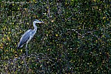 16-10-2023 Breda - Een reiger staat tegen de avond hoog in een boom. De vogel loert in het water naar vis. - Fotokrant