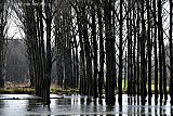 12-03-2020 Breda -De bomen in het Haagse Beemden bos staan vol in het water. Verwacht word dat er ook kleine dieren zijn verdronken. - Fotokrant