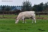 03–09-2019 Breda - Op de dag dat het kabinet heeft besloten om de veestapel vanwege de stikstof bij natuurgebieden in te gaan krimpen graast een koe in de Vierde Bergboezem aan de rand van de Haagse Beemden. - Fotokrant