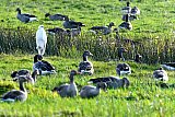 06-12-2020 Breda- Door het koude weer laten maar weinig dieren zich zien in de Vierde Bergboezem. Een Grote Zilverreiger houdt Grauwe ganzen gezelschap. - Fotokrant