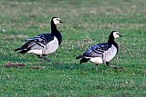 08-01-2024 Breda -  Met de komst van de vorst zijn er ook Brandganzen neergesterken aan de rand van de Haagse Beemden. De vogels trekken in de winter van Spitsbergen naar het zuiden. - Fotokrant
