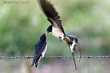 23-06-2021 Breda -  Aan de rand van de Haagse Beemden voert een Boerenzwaluw haar jong dat op prikkeldraad zit. - Fotokrant