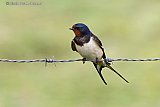 01-06-2023 Breda - Een boerenzwaluw zit even uit te rusten op prikkeldraad van een weide aan de rand van de Haagse Beemden. - Fotokrant