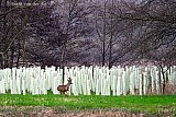 09-03-2024  Breda - Deze jonge bosaanplant in het buitengebied van de Haagse Beemden is met mantels beschermd tegen hongerige reeen. - Fotokrant