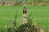 28-09-2024 Breda - Als het even droog is speurt een buizerd vanaf een paal aan de rand van de Haagse Beemden naar voedsel. - Fotokrant