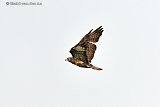 21-09-2023 Breda - Een buizerd jaagt als het even droog is aan de rand van de Haagse Beemden op muizen. - Fotokrant