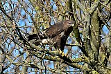 22-03-2025 Breda - Een buizerd zit in een boom rond te kijken in het Haagse Beemdenbos. - Fotokrant
