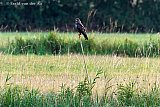 02-08-2025 Breda - Een buizerd zit op de uitkijk op een stok midden in een veld. - Fotokrant