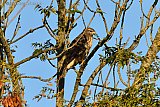 23-09-2025 Breda - Een buizerd geniet aan de rand van de Haagse Beemden in een boom van het herfstzonnetje.  - Fotokrant