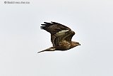 24-03-2021 Breda - Een enorme buizerd scheert over de weilanden op zoek naar ganzenkuikens.  - Fotokrant