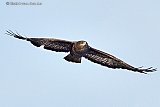 18-02-2019 Breda - Een enorme buizerd zweeft op zoek naar voedsel over de Haagse Beemden. - Fotokrant
