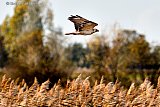 22-10-2020 Breda - Een buizerd jaagt in het  herfstzonnetje aan de rand van de Haagse Beemden.
 - Fotokrant