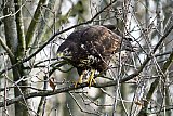 06-02-2019  Breda - Een flinke buizerd loert aan de rand van het Haagse Beemdenbos vanuit een boom naar mollen op de grond. - Fotokrant