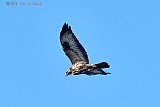 21-03-2022 Breda - Het is lente en een enorme buizerd speurt van hoog in de lucht boven de Haagse Beemden de grond af op zoek naar een prooi. - Fotokrant