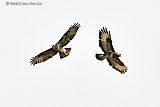 03-04-2021 Breda -Hoog boven de Haagse Beemden vond een spectaculair luchtduel plaats tussen 2 flinke buizerds. De rechter buizerd viel met een duikvlucht de linker buizerd aan. Deze kon hem maar net op tijd ontwijken.  - Fotokrant