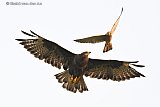 15-08-2026 Breda - Een Buizerd en een Torenvalk komen in het luchtruim boven de Haagse Beemden wel erg dicht bij elkaar. - Fotokrant
