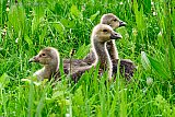 09-05-2023 Breda - Ondanks de bestrijding van de Canadese ganzen die een tijdje geleden was aangekondigd steken in vrijwel elk weiland rond de Haagse Beemden de jonge Canadese gansjes de kop op. Het gaat hier om een exoot die hier niet thuis hoort en het evenwicht in de natuur verstoord. - Fotokrant