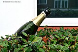 08-01-2021 Breda - Oud en Nieuw is op sommige plaatsen flink gevierd. Een champagnefles steekt als stille getuige uit een heg. De komende week zal blijken of dit voor extreem meer besmettingen heeft gezorgd. - Fotokrant