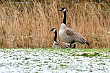 10-03-2023 Breda - Opnieuw valt er sneeuw. Canadese ganzen zijn hun territorium aan het afbakenen en zoeken een plek om hun nest te gaan bouwen. - Fotokrant