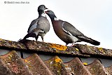 17-07-2020 Breda - Bovenop een dak in de Haagse Beemden zit een verliefd stelletje Houtduiven. De doffer van het stel is wel in voor een partijtje kroelen. - Fotokrant