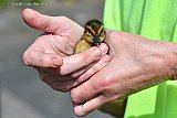 18-05-2022 Breda - Een eendje dat op het dak van supermarkt JUMBO op winkelcentrum Heksenwiel is geboren is met een bijzondere reddingsactie van de dood gered door spuitgasten van de brandweer.
 - Fotokrant