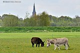 29-04-2021 Breda - Aan de rand van de Haagse Beemden grazen ezels in een veld. - Fotokrant