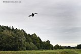 19-09-2025 Breda - De afgelopen dagen vlogen verschillende keren grote buitenlandse militaire transportvliegtuigen heel laag over het Haagse Beemdenbos.  Het bleek te gaan om de grote oefening Falcon Leap. - Fotokrant