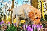 14-02-2022 Breda - Hond Fender snuffelt in de Haagse Beemden aan krokussen en ruikt de lente al . - Fotokrant