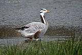 01-04-2023 Breda - Een Indische gans scharrelt in de Vierde Bergboezem.  Het is een bijzondere exoot die hier niet thuis hoort. En komt oorspronkelijk uit Mongolie en China. - Fotokrant