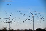 16-01-2026 Breda - Grote groepen Grauwe en Canadese ganzen vliegen in de nabijheid van de draaiende windturbines. - Fotokrant