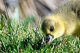 13-04-2023 Breda - Een pasgeboren  gansje  eet van het jonge malse gras aan de rand van de Haagse Beemden. - Fotokrant