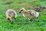 11-04-2024 Breda - Aan de rand van de Haagse Beemden scharrelen pas geboren jonge  grauwe gansjes in het gras.  - Fotokrant
