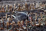 29-09-2021 Breda - De mais is al geoogst en op een akker zoekt een grauwe gans naar de gemorste maiskorrels. - Fotokrant