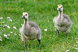 09-05-2021  Breda - Jonge Canadese gansjes rennen op moederdag door een weiland in De Haagse Beemden. Opvallend is dat deze exoot steeds meer te zien is in en rondom de woonwijk. - Fotokrant