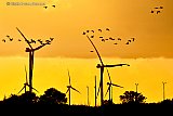 VOGELS EN WINDMOLENS - Fotokrant