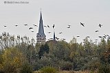 18-11-2019 Breda - Grote groepen met ganzen zijn neergestreken nabij Terheijden. De vogels komen hier overwinteren. - Fotokrant