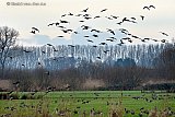 08-01-2025 Breda - Grauwe ganzen landen op een weiland aan de rand van de stad.  De vogels zijn zich vol aan het eten voor de komende kou.  - Fotokrant