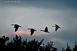 12-09-2022 Breda - Als de zon onder is vliegen Grauwe ganzen naar hun slaapplaats in de polder ten noorden van de stad. Er zijn dit jaar opvallend minder Grauwe ganzen te zien in het buitengebied. - Fotokrant
