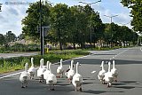 11-08-2019 Breda - Ganzen nemen de Kapittelweg in beslag en zorgde voor een file. Ze wandelde gezamelijk gevolgd door een stoet auto’s  richting binnenstad. - Fotokrant