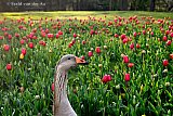 03-04-2019 Breda -  De tulpenvelden die de gemeente heeft aan laten leggen vallen in de smaak bij een aantal Grauwe Ganzen. - Fotokrant