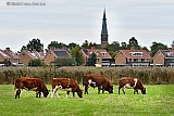 17-10-2021 Breda -  Nabij Terheijden graast het vee op een rijtje in een weiland.  - Fotokrant