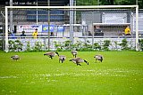 20-05 -2026 Breda - Canadese ganzen die eerder aan de Asterdplas zaten hebben bezit genomen van de vlakbij gelegen sportvelden. - Fotokrant