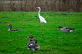 12-12-2025 Breda - Een Grote Zilverreiger scharrelt in een weiland tussen de Grauwe Ganzen. - Fotokrant